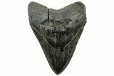 Fossil Megalodon Tooth - Huge River Meg #311874-1